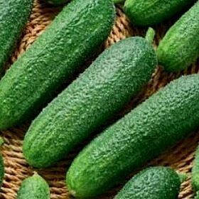 Gurķi DIRIGENT F1 250 gab Rijk Zwaan